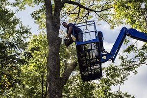 tree removal fredericksburg
